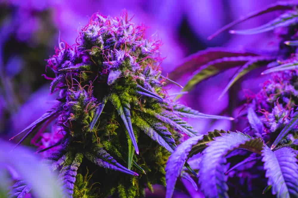 CBD Flower Strains for Promoting Restful Sleep